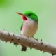 Birds of the Dominican Republic