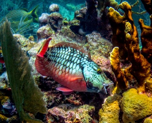 reefmuncher parrotfish
