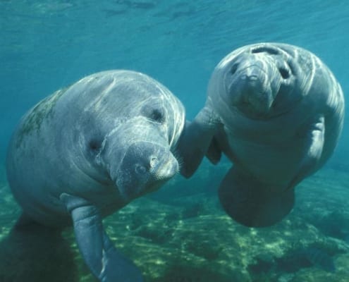 manatees in the Dominican republic
